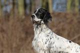 SETTER ANGLAIS 091